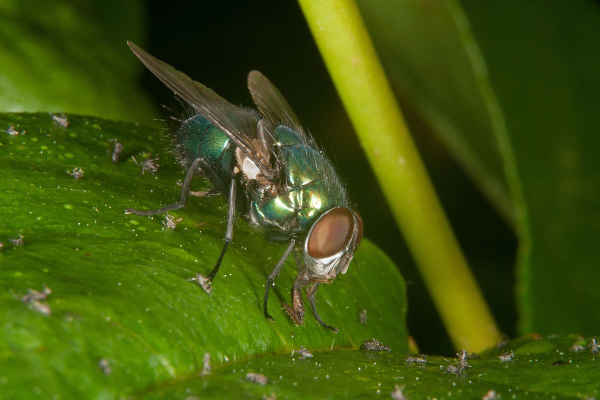Atherigona orientalis (Oriental latrine fly).jpg